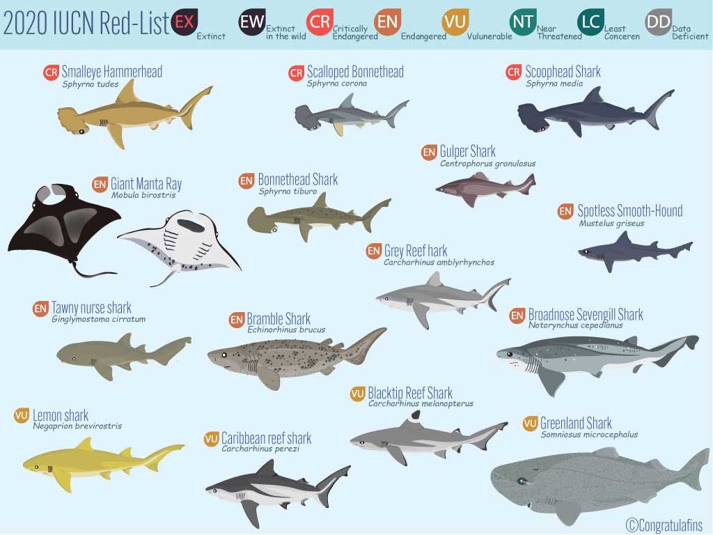 IUCN Red List Updated Nearly 1/3 of Sharks & Rays