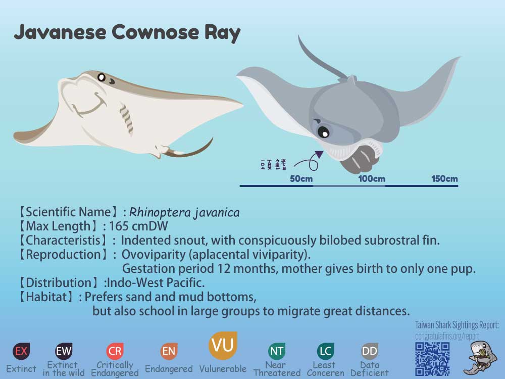 Cownose Ray